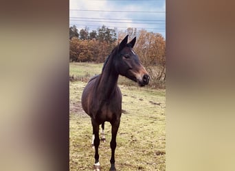 Niemiecki koń sportowy, Klacz, 11 lat, 161 cm, Ciemnogniada