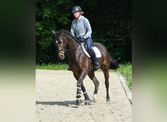 Niemiecki koń sportowy, Klacz, 11 lat, 164 cm, Ciemnogniada