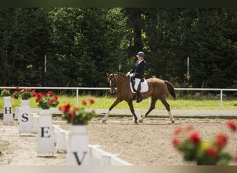 Niemiecki koń sportowy, Klacz, 11 lat, 166 cm, Ciemnokasztanowata