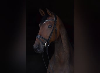 Niemiecki koń sportowy, Klacz, 11 lat, 168 cm, Ciemnogniada