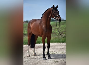 Niemiecki koń sportowy, Klacz, 11 lat, 168 cm, Gniada