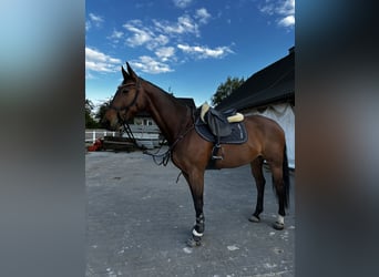Niemiecki koń sportowy, Klacz, 11 lat, 169 cm, Gniada