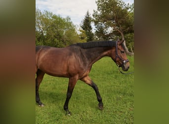 Niemiecki koń sportowy, Klacz, 11 lat, 170 cm, Gniada
