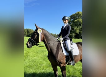 Niemiecki koń sportowy, Klacz, 11 lat, 170 cm, Gniada