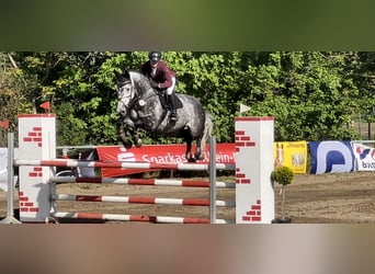 Niemiecki koń sportowy, Klacz, 11 lat, 170 cm, Siwa jabłkowita