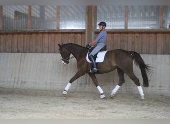Niemiecki koń sportowy, Klacz, 11 lat, 172 cm, Ciemnokasztanowata