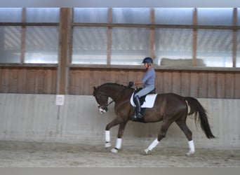 Niemiecki koń sportowy, Klacz, 11 lat, 172 cm, Ciemnokasztanowata