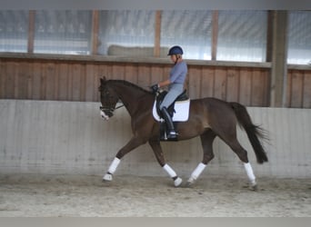 Niemiecki koń sportowy, Klacz, 11 lat, 172 cm, Ciemnokasztanowata