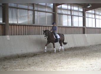 Niemiecki koń sportowy, Klacz, 11 lat, 172 cm, Ciemnokasztanowata