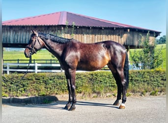 Niemiecki koń sportowy, Klacz, 11 lat, 176 cm, Ciemnogniada