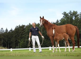 Niemiecki koń sportowy, Klacz, 11 lat, Kara