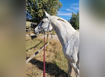 Niemiecki koń sportowy, Klacz, 12 lat, 156 cm, Siwa w hreczce