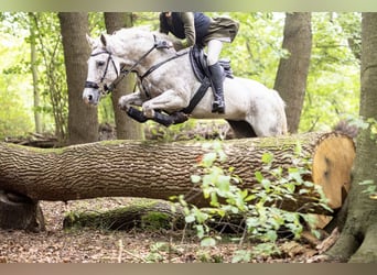 Niemiecki koń sportowy, Klacz, 12 lat, 161 cm, Siwa w hreczce