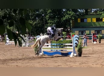 Niemiecki koń sportowy, Klacz, 12 lat, 161 cm, Siwa w hreczce