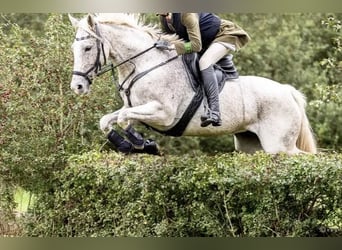 Niemiecki koń sportowy, Klacz, 12 lat, 161 cm, Siwa w hreczce