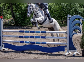Niemiecki koń sportowy, Klacz, 12 lat, 161 cm, Siwa w hreczce