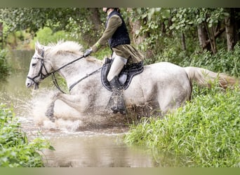 Niemiecki koń sportowy, Klacz, 12 lat, 161 cm, Siwa w hreczce