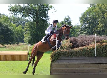 Niemiecki koń sportowy, Klacz, 12 lat, 165 cm, Gniada