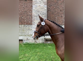 Niemiecki koń sportowy, Klacz, 12 lat, 166 cm, Jasnogniada