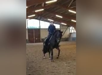 Niemiecki koń sportowy, Klacz, 12 lat, 167 cm, Gniada