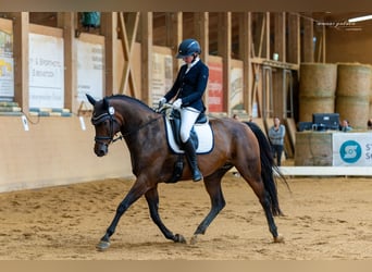 Niemiecki koń sportowy, Klacz, 12 lat, 167 cm, Gniada