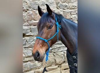 Niemiecki koń sportowy, Klacz, 12 lat, 168 cm, Ciemnogniada