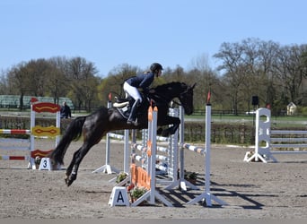 Niemiecki koń sportowy, Klacz, 12 lat, 168 cm, Gniada