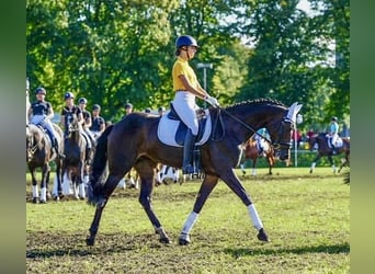 Niemiecki koń sportowy, Klacz, 12 lat, 168 cm, Gniada