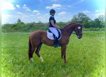 Niemiecki koń sportowy, Klacz, 12 lat, 168 cm, Kasztanowata