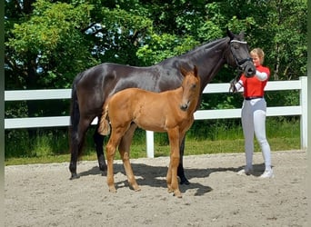 Niemiecki koń sportowy, Klacz, 12 lat, 168 cm, Skarogniada
