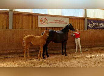 Niemiecki koń sportowy, Klacz, 12 lat, 168 cm, Skarogniada
