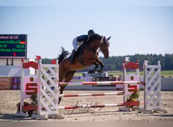 Niemiecki koń sportowy, Klacz, 12 lat, 175 cm, Gniada