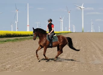 Niemiecki koń sportowy, Klacz, 12 lat, Kasztanowata