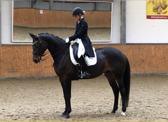 Niemiecki koń sportowy, Klacz, 13 lat, 158 cm, Ciemnogniada