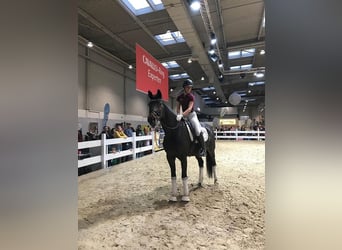 Niemiecki koń sportowy, Klacz, 13 lat, 158 cm, Ciemnogniada
