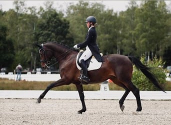 Niemiecki koń sportowy, Klacz, 13 lat, 158 cm, Ciemnogniada