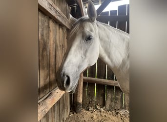 Niemiecki koń sportowy, Klacz, 13 lat, 165 cm, Siwa