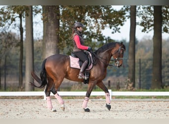 Niemiecki koń sportowy, Klacz, 13 lat, 166 cm, Gniada