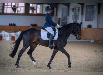 Niemiecki koń sportowy, Klacz, 13 lat, 168 cm, Ciemnogniada