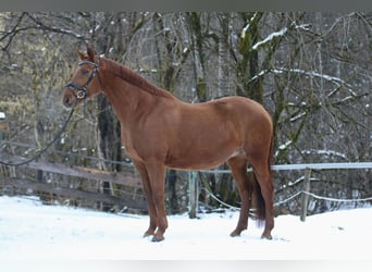 Niemiecki koń sportowy, Klacz, 13 lat, 168 cm, Kasztanowata