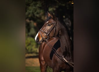 Niemiecki koń sportowy, Klacz, 13 lat, 170 cm, Gniada