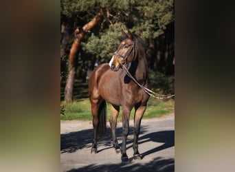 Niemiecki koń sportowy, Klacz, 13 lat, 170 cm, Gniada