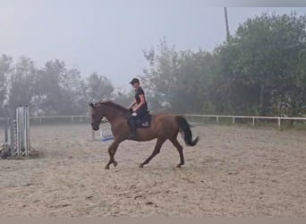 Niemiecki koń sportowy, Klacz, 13 lat, 170 cm, Kasztanowata