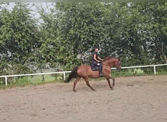 Niemiecki koń sportowy, Klacz, 13 lat, 170 cm, Kasztanowata