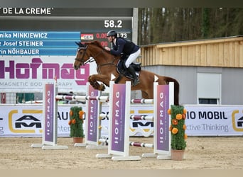 Niemiecki koń sportowy, Klacz, 13 lat, 171 cm, Kasztanowata