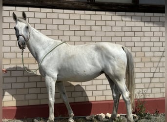 Niemiecki koń sportowy, Klacz, 13 lat, 174 cm, Siwa