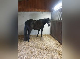 Niemiecki koń sportowy, Klacz, 14 lat, 164 cm, Kara