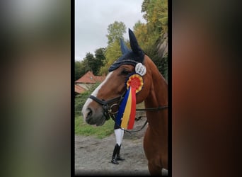 Niemiecki koń sportowy, Klacz, 14 lat, 165 cm, Gniada