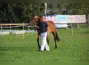 Niemiecki koń sportowy, Klacz, 14 lat, 168 cm, Gniada