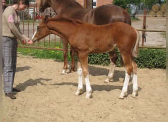 Niemiecki koń sportowy, Klacz, 14 lat, 169 cm, Kasztanowata